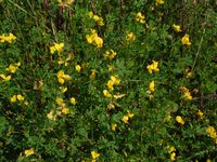 Косинский лесопарк