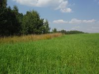 Косинский лесопарк