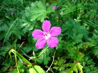 Косинский лесопарк