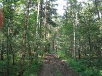 Косинский лесопарк