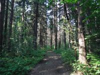 Косинский лесопарк