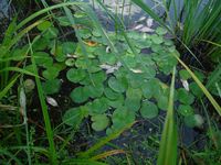 Косинский лесопарк