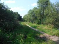 Косинский лесопарк