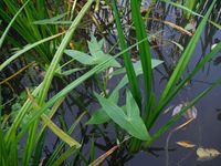 Косинский лесопарк