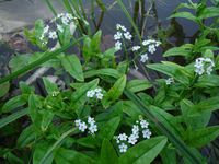 Косинский лесопарк