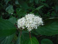 Косинский лесопарк