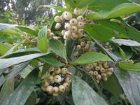 Косинский лесопарк