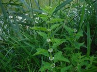 Косинский лесопарк