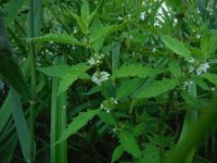 Косинский лесопарк