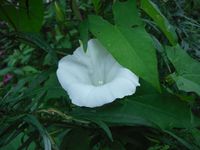 Косинский лесопарк