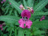 Косинский лесопарк