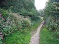 Косинский лесопарк