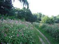 Косинский лесопарк