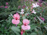 Косинский лесопарк