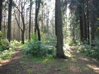 Косинский лесопарк