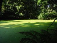 Косинский лесопарк