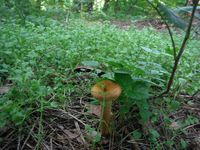 Косинский лесопарк