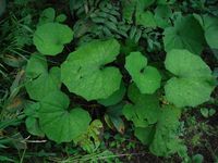 Косинский лесопарк