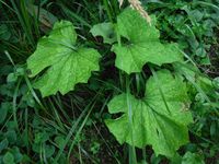 Косинский лесопарк