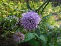 Косинский лесопарк