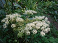 Косинский лесопарк