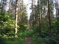 Косинский лесопарк