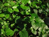 Косинский лесопарк