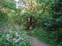 Косинский лесопарк