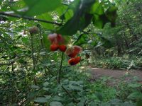 Косинский лесопарк