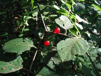 Косинский лесопарк