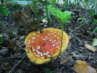 Косинский лесопарк