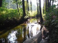 Косинский лесопарк