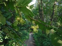 Косинский лесопарк