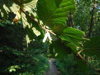 Косинский лесопарк