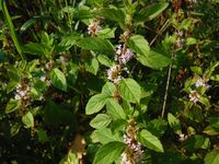 Косинский лесопарк