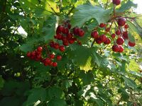 Косинский лесопарк