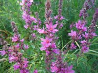 Косинский лесопарк