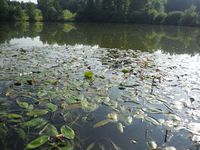 Косинский лесопарк