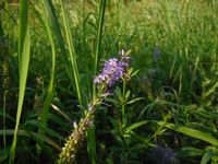 Косинский лесопарк