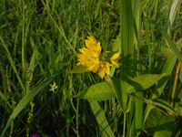 Косинский лесопарк