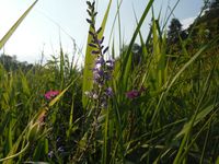 Косинский лесопарк