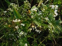 Косинский лесопарк