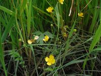 Косинский лесопарк