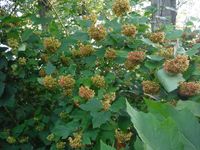 Косинский лесопарк