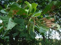 Косинский лесопарк