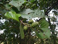 Косинский лесопарк