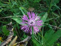 Косинский лесопарк