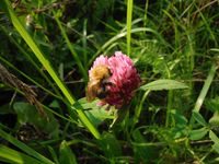 Косинский лесопарк