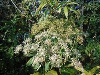 Косинский лесопарк