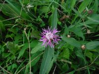 Косинский лесопарк